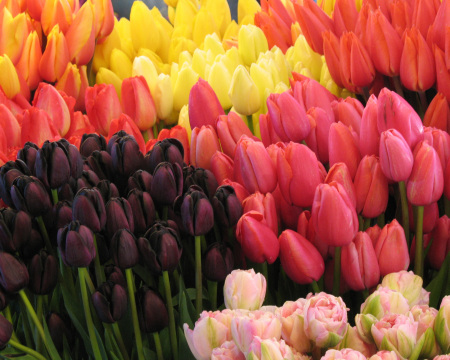 Market Tulips-2