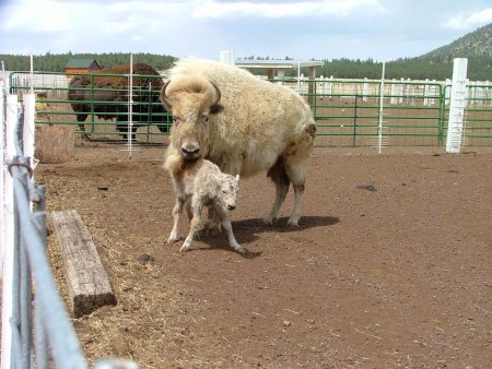 white buffalo white spirt