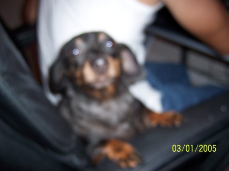LILLI, my miniature dachshund