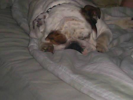 Harley in his favorite spot, my side of the bed.