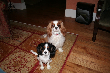 My Dogs, Lucy and Polly