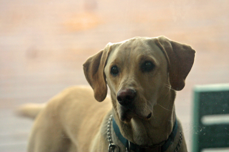 Bucky our wonderful yellow lab