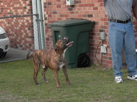 American bulldog Rico