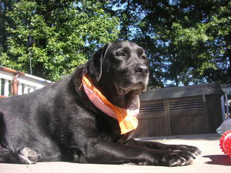 Maddie - our wonderful lab!