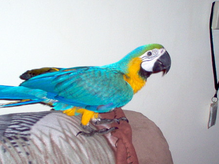 my new baby - Ziva, a blue and gold macaw