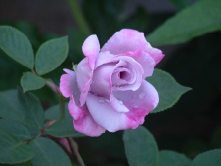 The Purple Rose