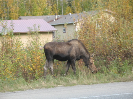 Alaska Friends