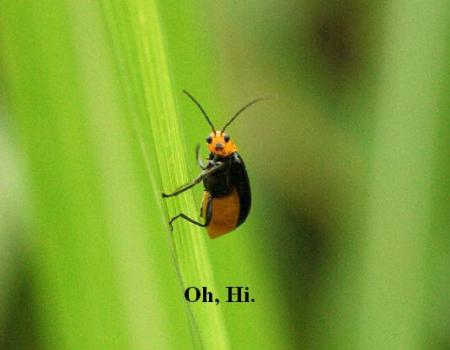 bug you