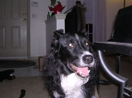 My older doggie Black Beauty (Blackie)