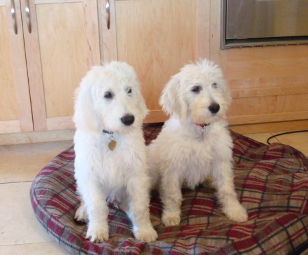 Our labradoodles new addition to our family