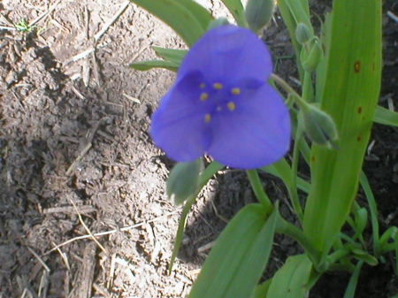 Virginia Spiderwort...Tradescantia Blue Stone
