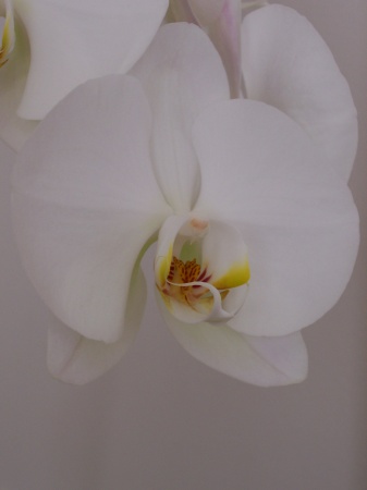 another orchid