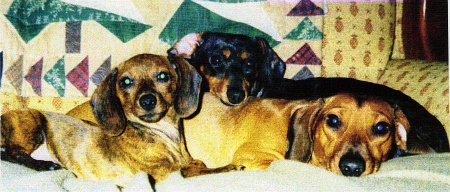 Doxies