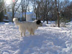 Kodiak in the Snow