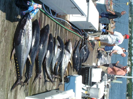 Yellow Fin Tuna