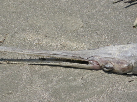 squid 6-8-08