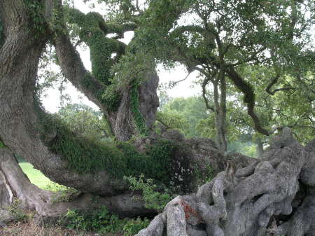 An awesome Louisiana tree