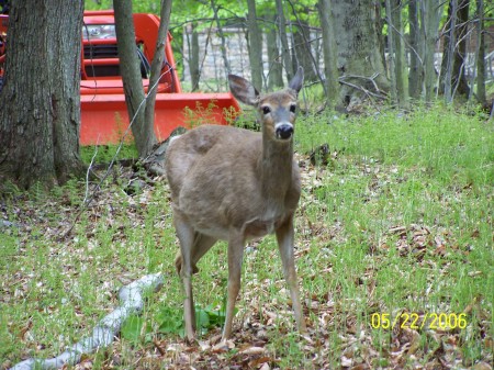 Deer out back