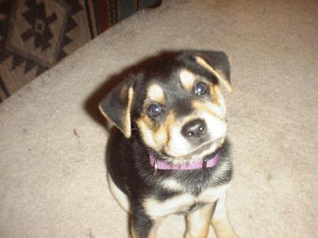 Abbie as a puppy