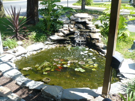 our koi pond/waterfall