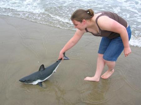 shark on the beach 07