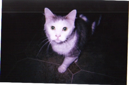 My Pet cat Badgett{former attorney}