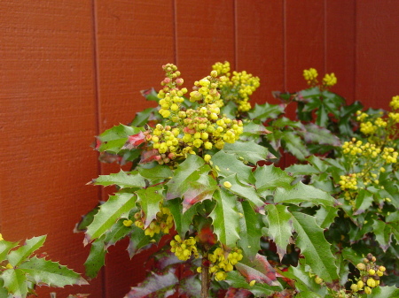 Oregon Grape (Oregon's state flower)