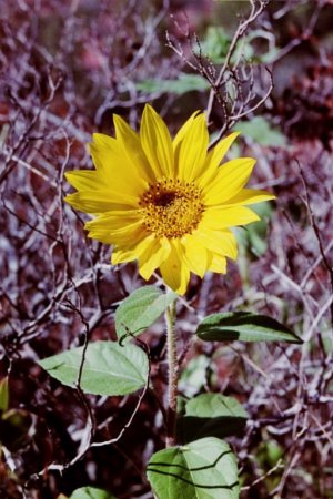 Arizona desert flower