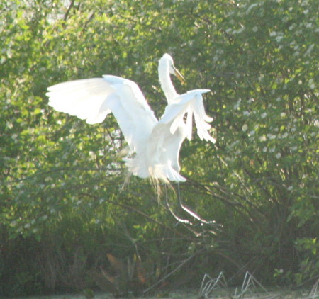 Heron landing