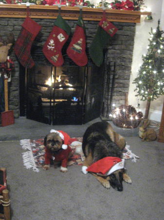 Santa's helpers Sadie & Sasha