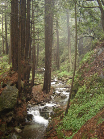 Big Sur in the Forest