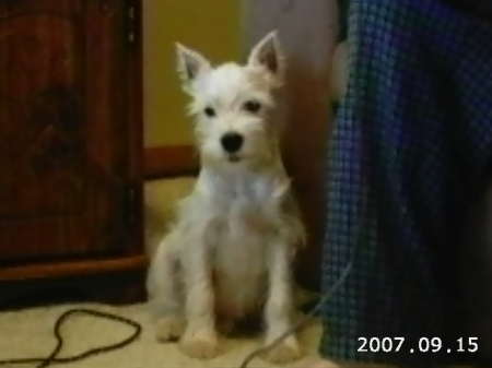 Biscuit 2007