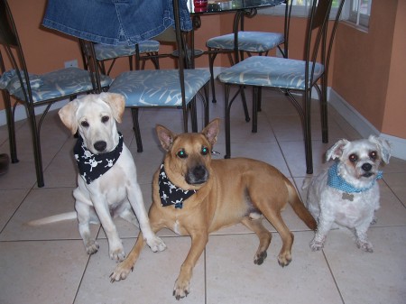Our dogs, Bandit, Scooby and Jake