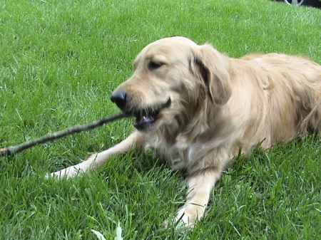 Willow Lawn's Golden Girl Scout