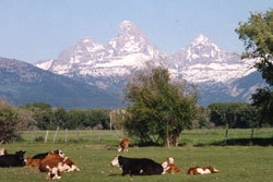 Tetons