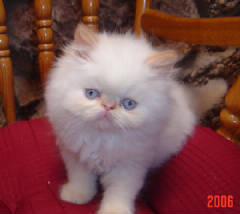 My Kittie MAgoo as a kitten