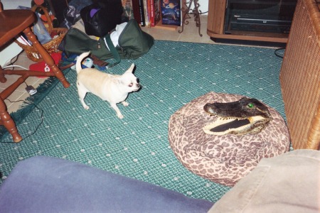 My Dog, Maddie w/Alligator Head