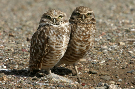 Wildlife photography: Burrowing Owls