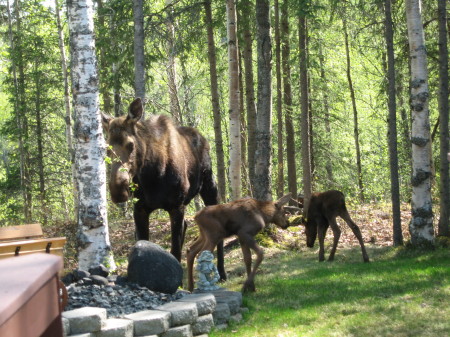 Backyard pets