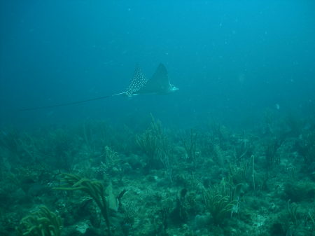 Eagle Ray off Little Saint James USVI