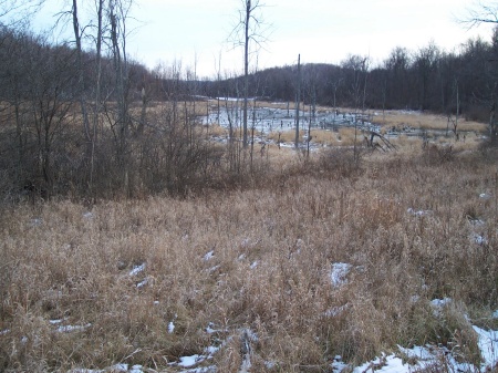 The Beaver Pond