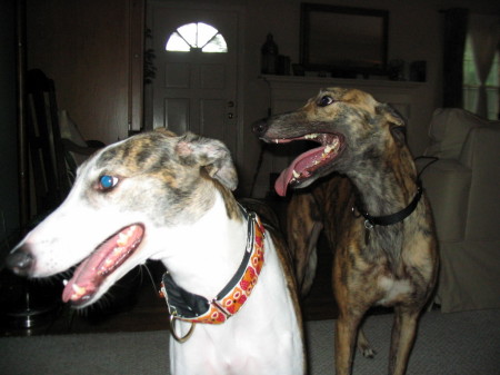 My sweet Okie the Greyhound and her boyfriend Bo