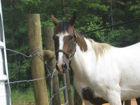 My horse Naomi 6yrs old