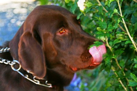 Jasper our big brown Lab