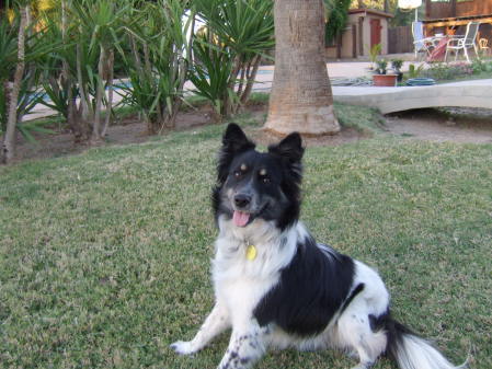 My dog, Lacey.  Border Collie Extraordinare!