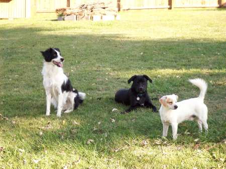 maggie, moe and petie