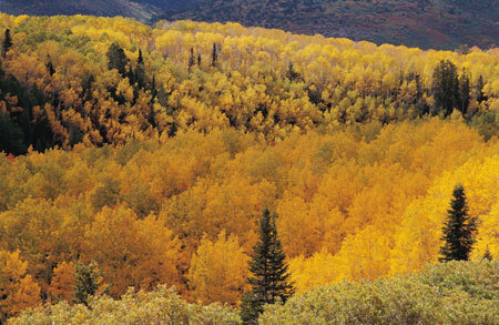Colorado  Fall Colors