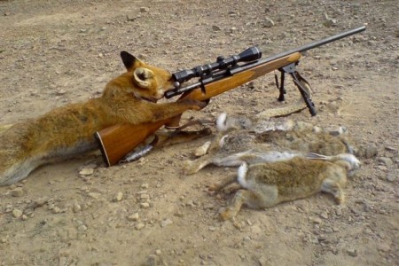 fox_hunting