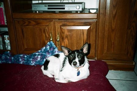 harley on his pillow