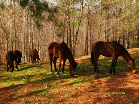 My horses